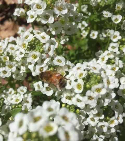 alyssum and bee